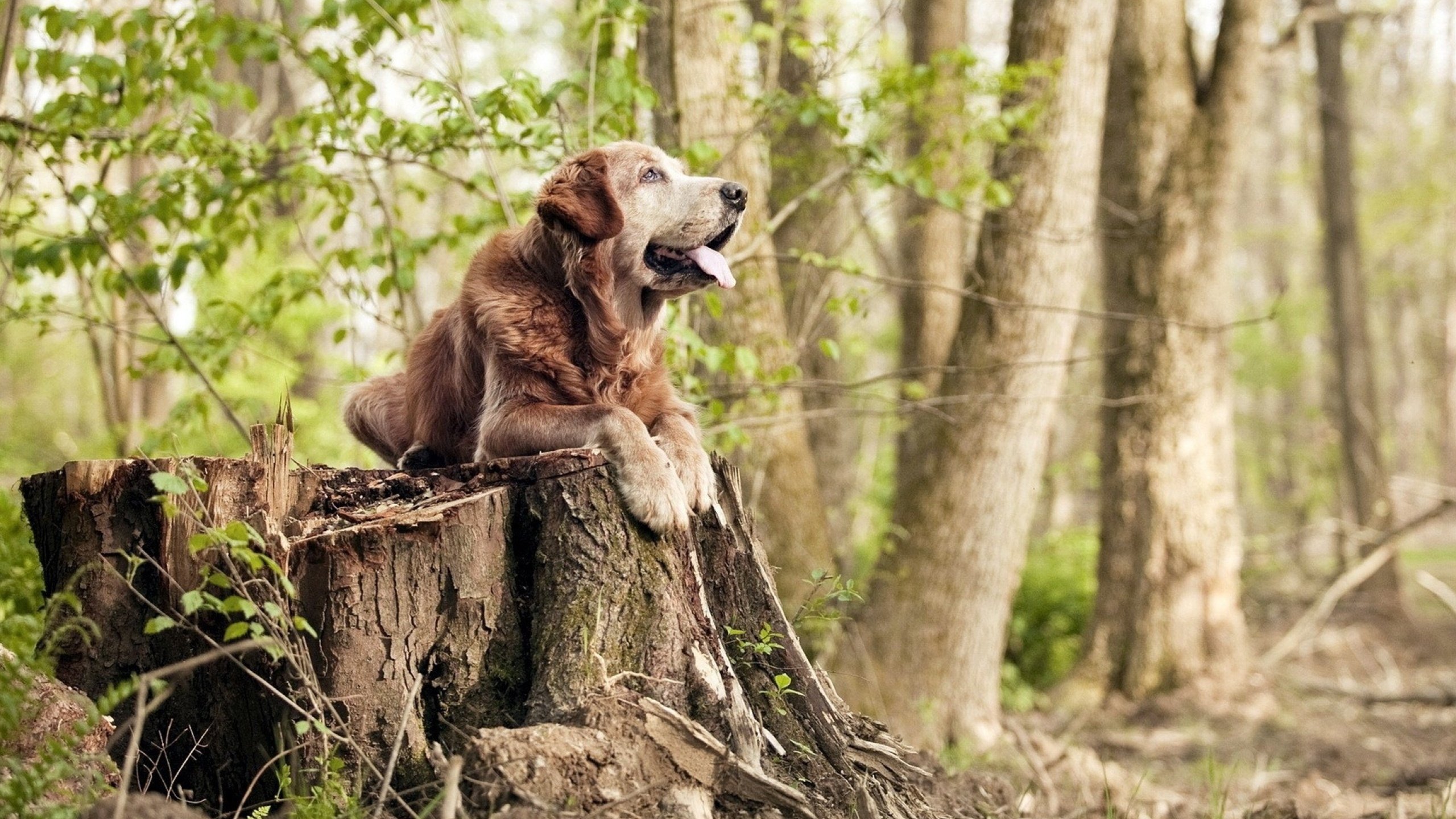 _新生代运动员名言:成长路上的励志故事_,运动员人生格言励志