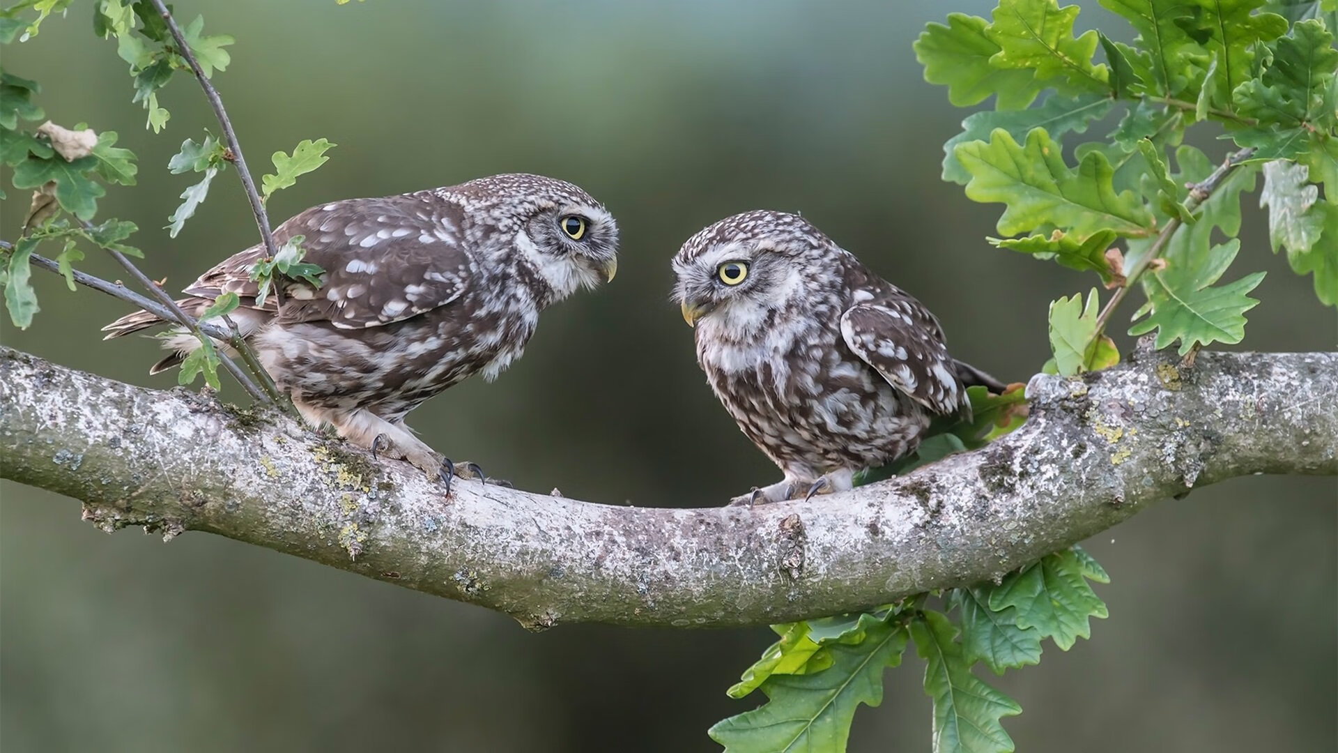 “校园足球奖学金激励机制正式建立，助力少年成长”，校园足球赛奖状
