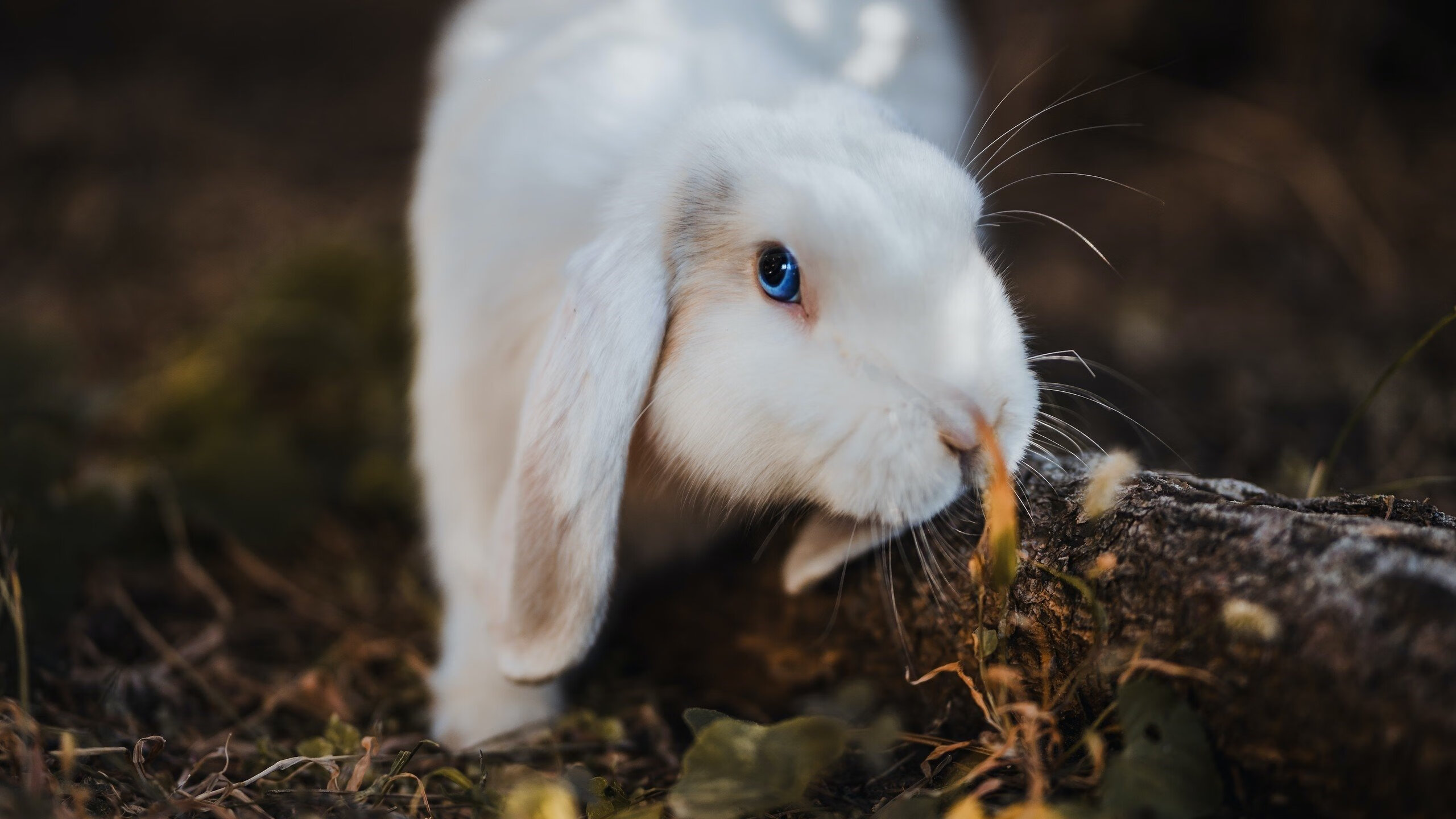 台球运动在海外的发展现状，台球运动在海外的发展现状分析