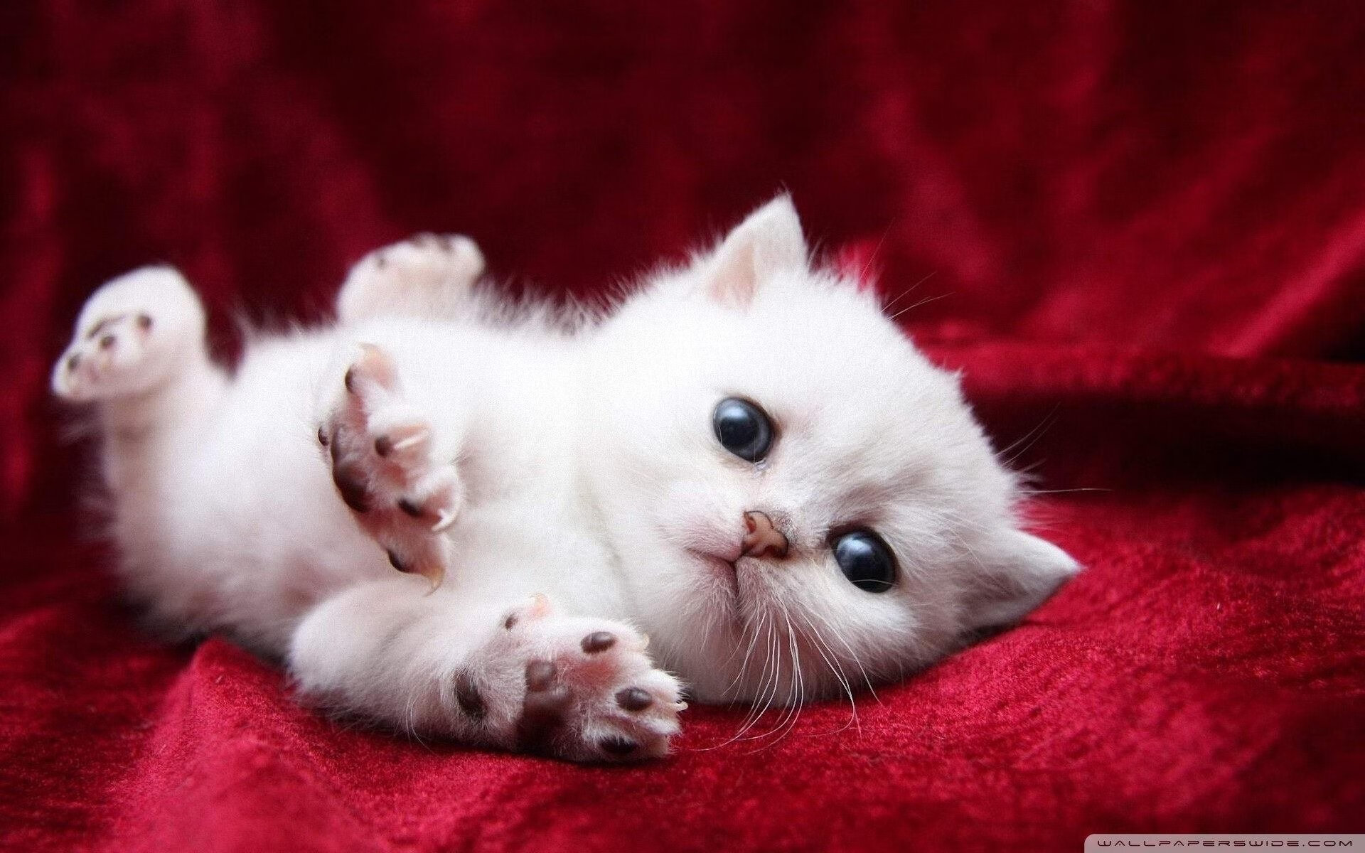 德国男子皮划艇选手诺亚·赫格获得铜牌，奥运男子皮划艇