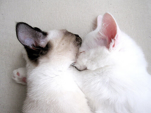 线上“水花兄弟”生涯：库里在季后赛中连续五场投中六个以上三分球！