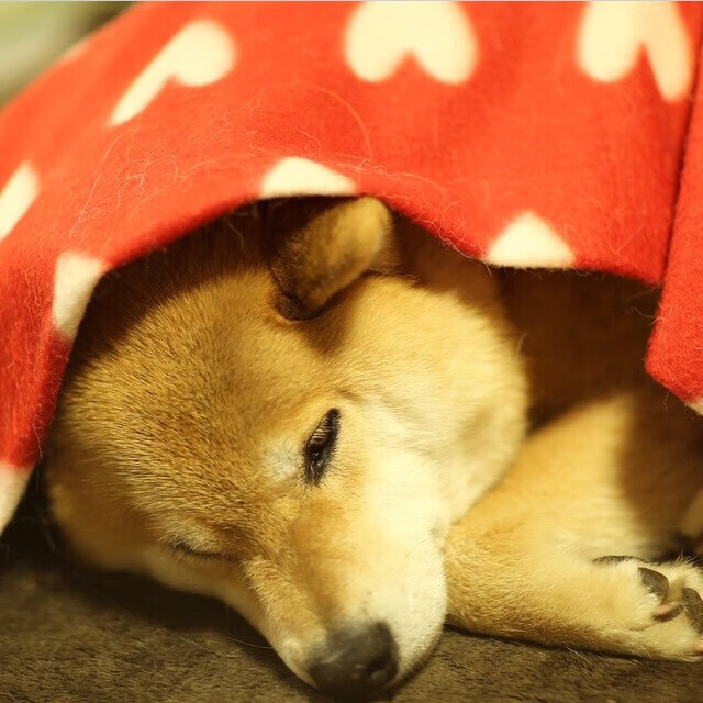 足球产业融合发展大会成功举办，展望未来，足球产业化