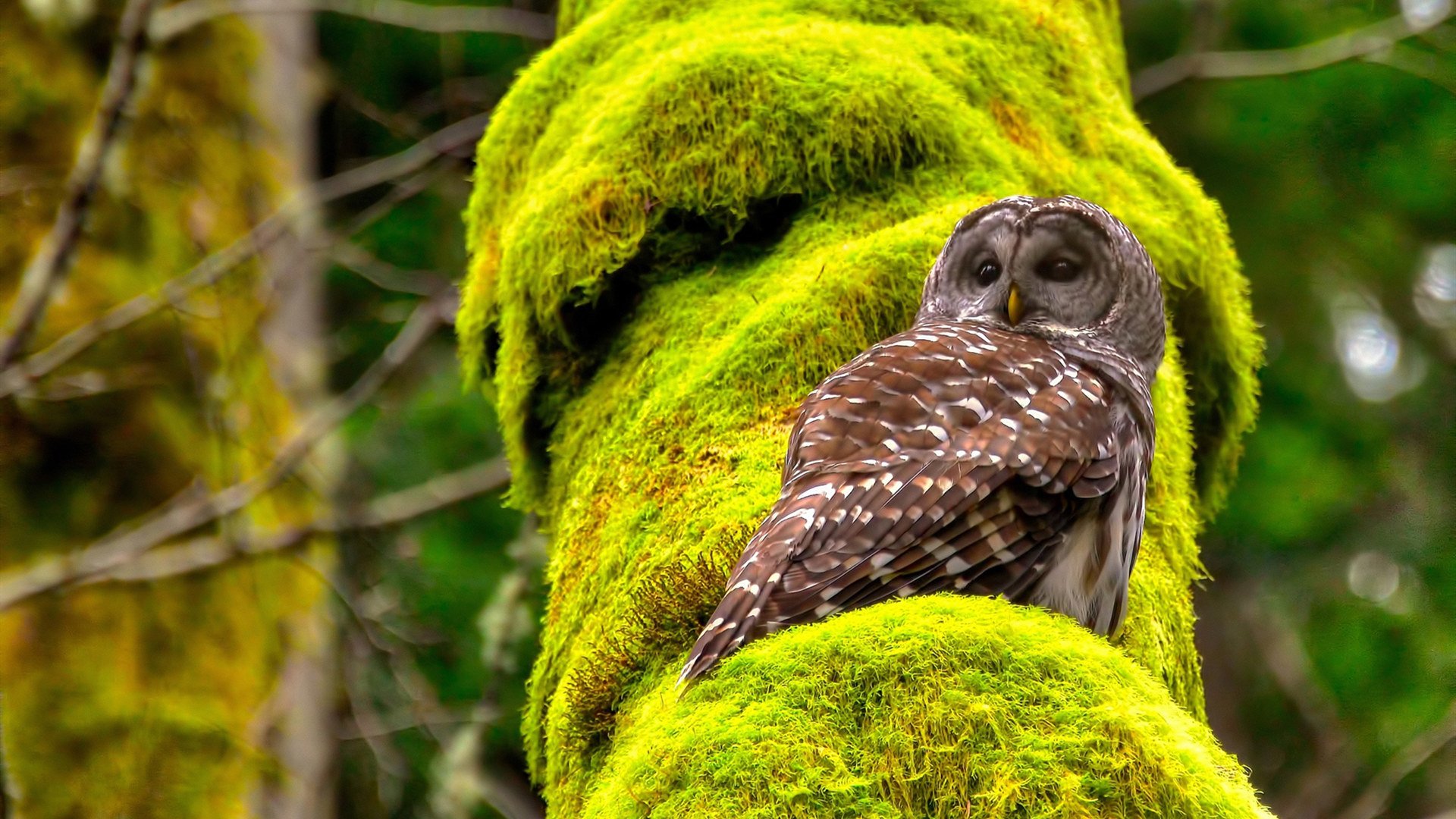 中超联赛公平竞争环境逐步形成,2020中超争冠规则