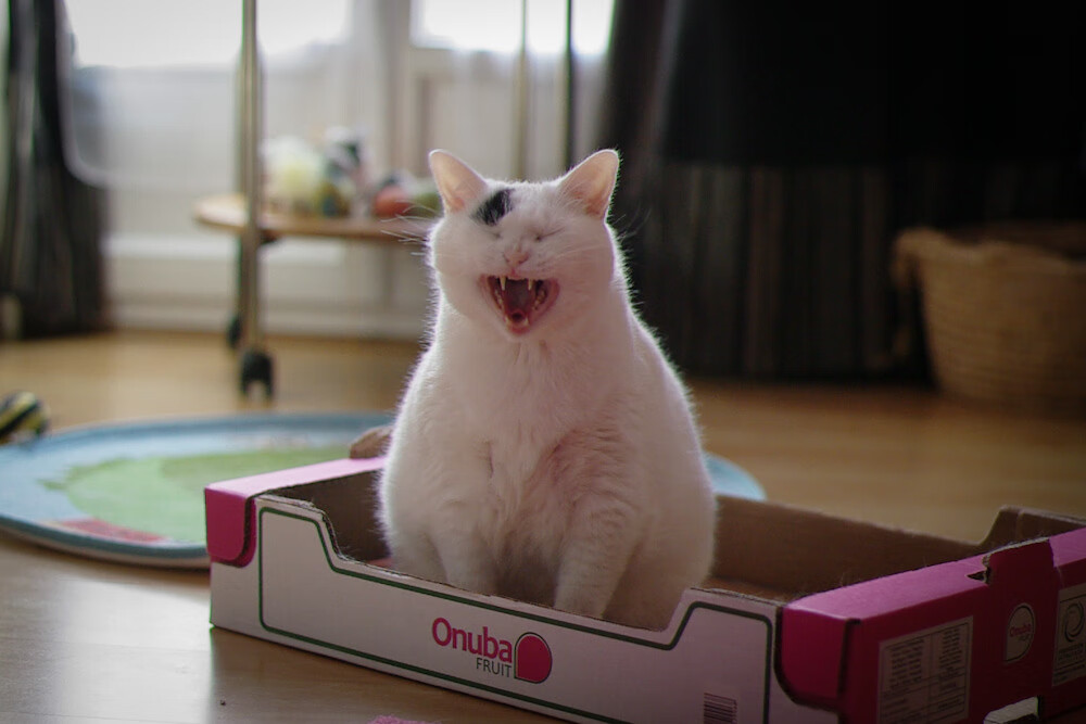 吉达联合主场力克利雅得胜利,吉力达投资