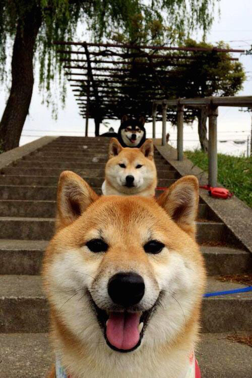 安东尼奥·皮佐拉托在男子举重比赛中获得铜牌，安东尼诺·皮佐拉托