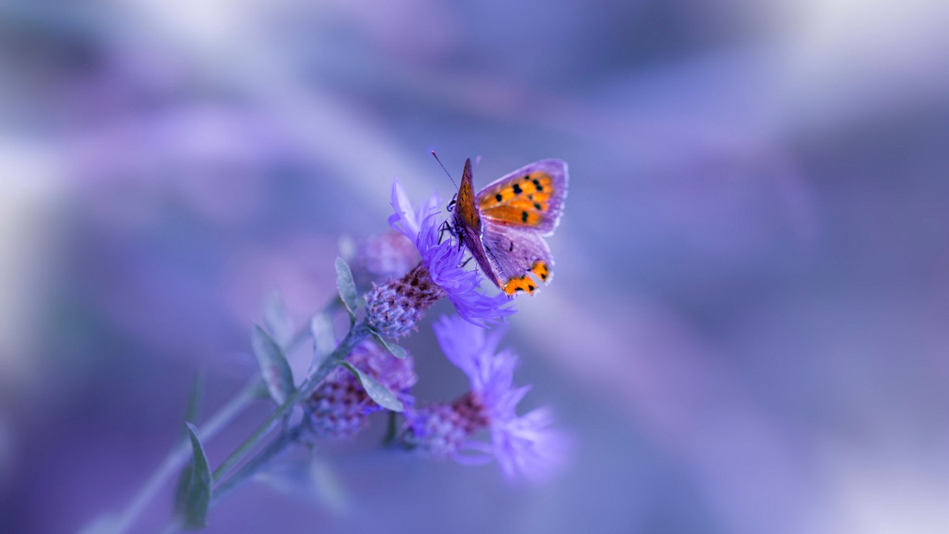 斯图加特取得关键胜利，逐渐走出低谷，斯图加特(等)