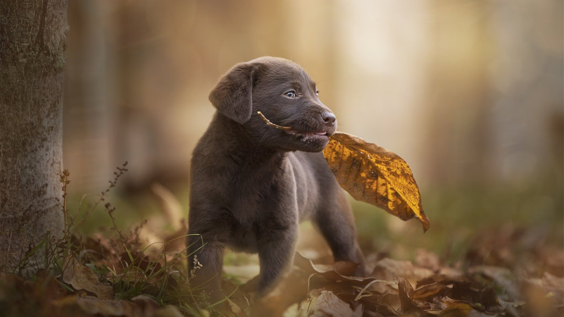 柬埔寨骑手Chantola Kiri在“Princess’s Cup Thailand 2024”中获得FEI SEA Cup亚军，为国家争光。