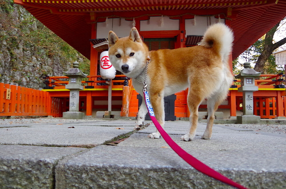 热苏斯在对阵西汉姆的比赛中上演梅开二度，热苏斯踢什么位置