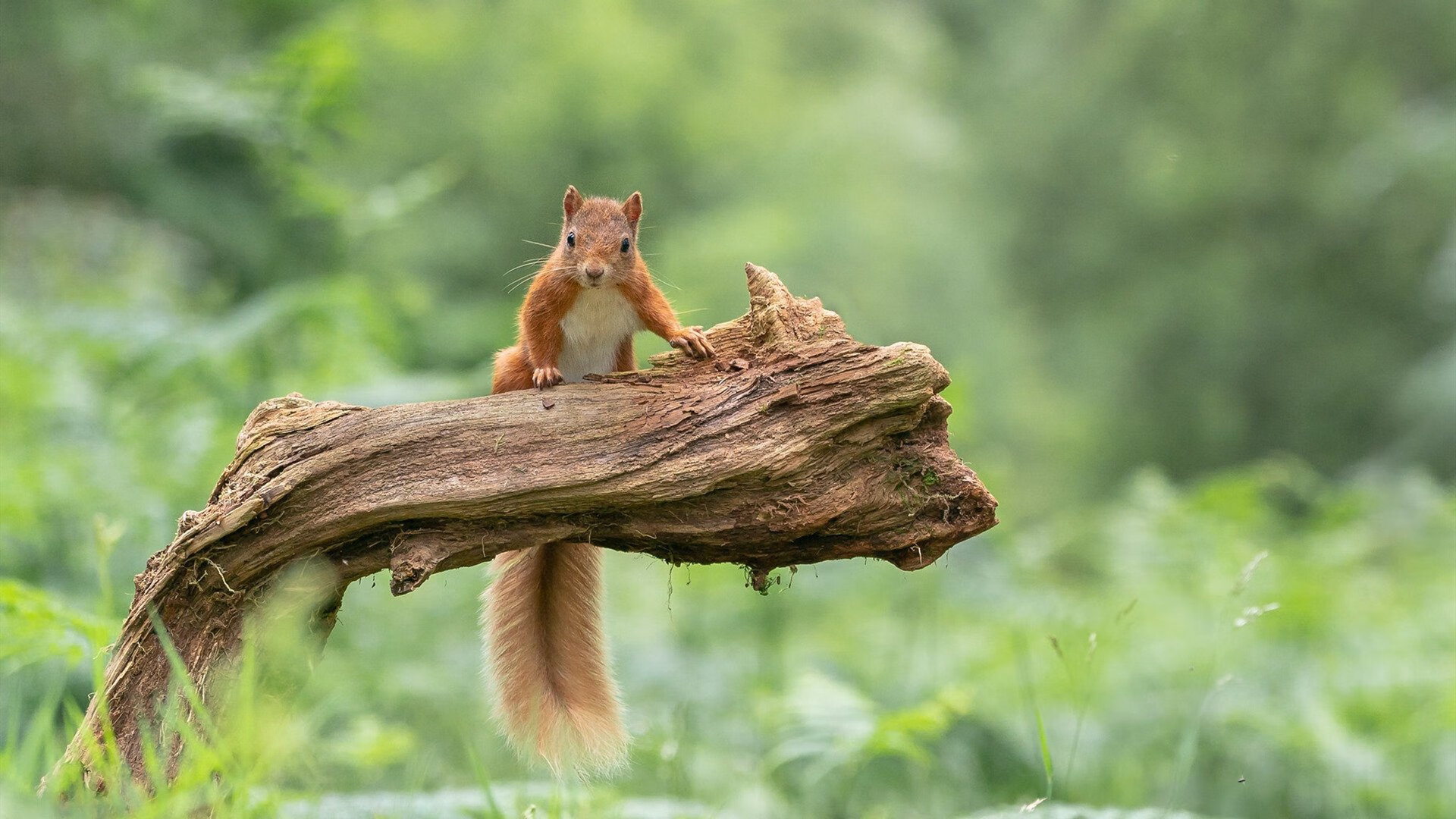 阿尔勒西反目,战胜对手提升法甲排名,阿尔勒是什么意思