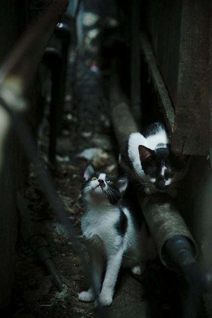 阿尔卑斯人客场击败圣埃蒂安，保持近期不败纪录，阿尔卑斯新cg