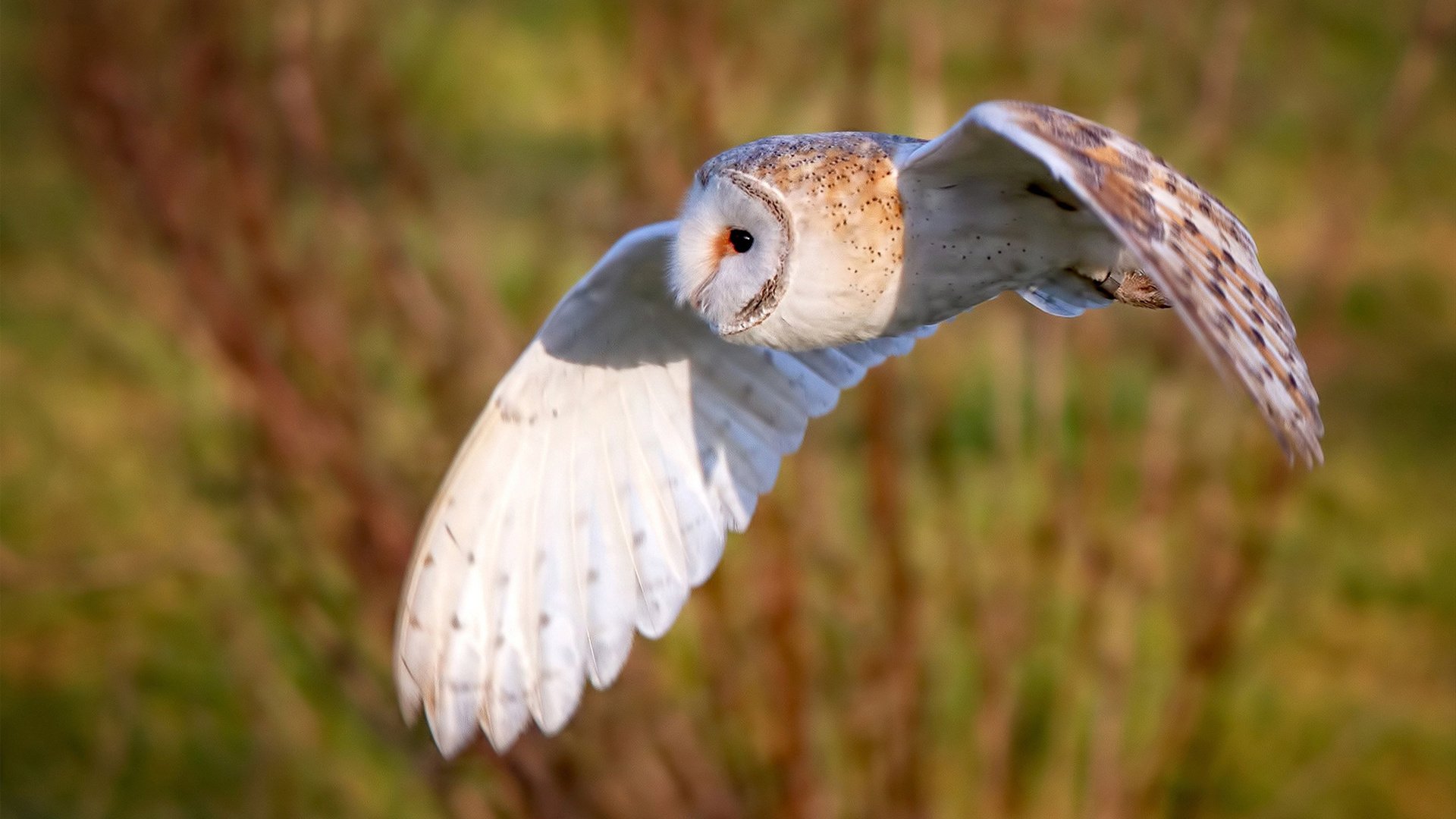 世界青年花样滑冰锦标赛中国选手再夺佳绩,世界青少年花样滑冰锦标赛冠军