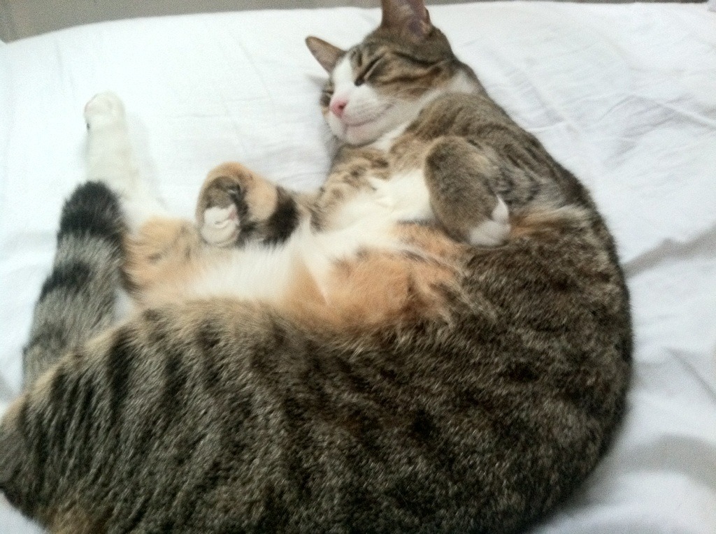 中国篮球青少年篮球推广活动效果评价与改进策略，篮球推广方案