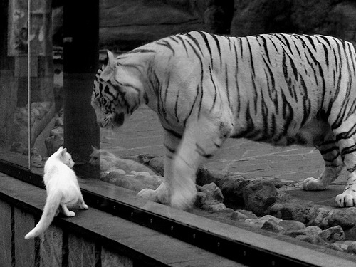 中国篮球青少年篮球推广活动效果评价与改进策略，篮球推广方案