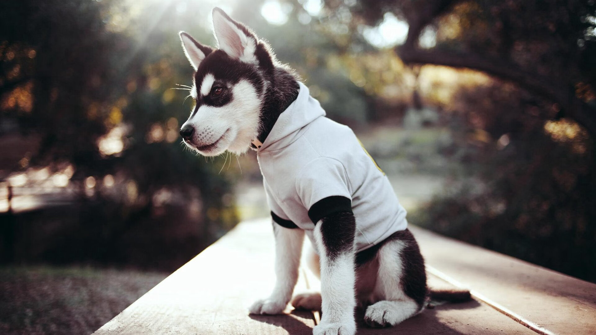 法甲球队球童系统改革与比赛流程优化实践,球童定义