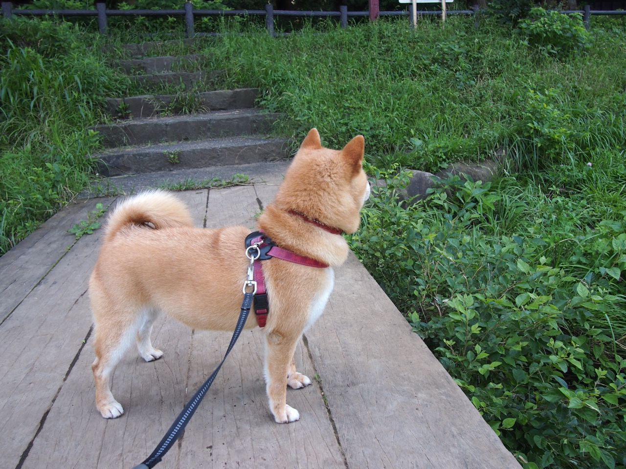 球场生态环保：绿色基地的实践探索，球场环境