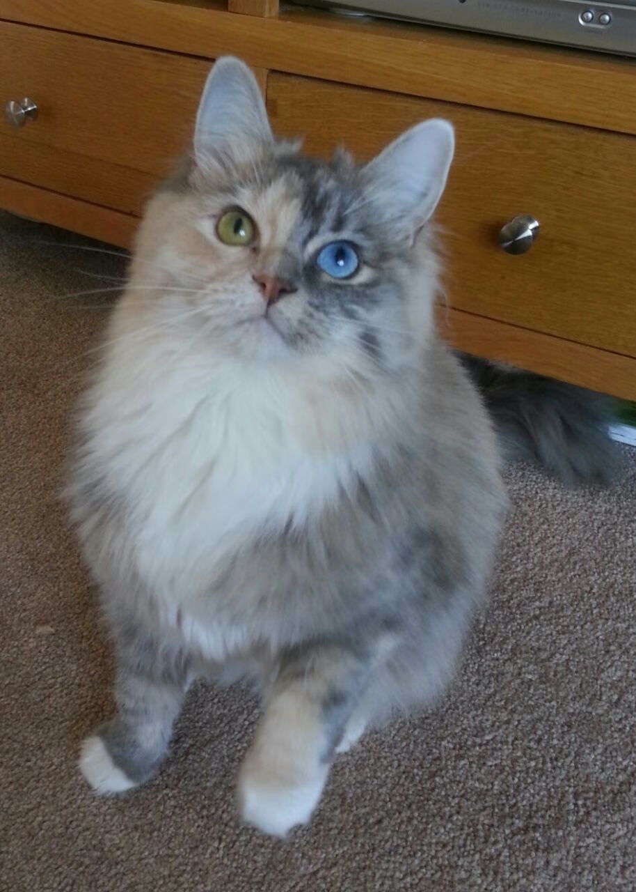 “游泳项目聚焦！2025世界游泳锦标赛，谁将创造新纪录？”