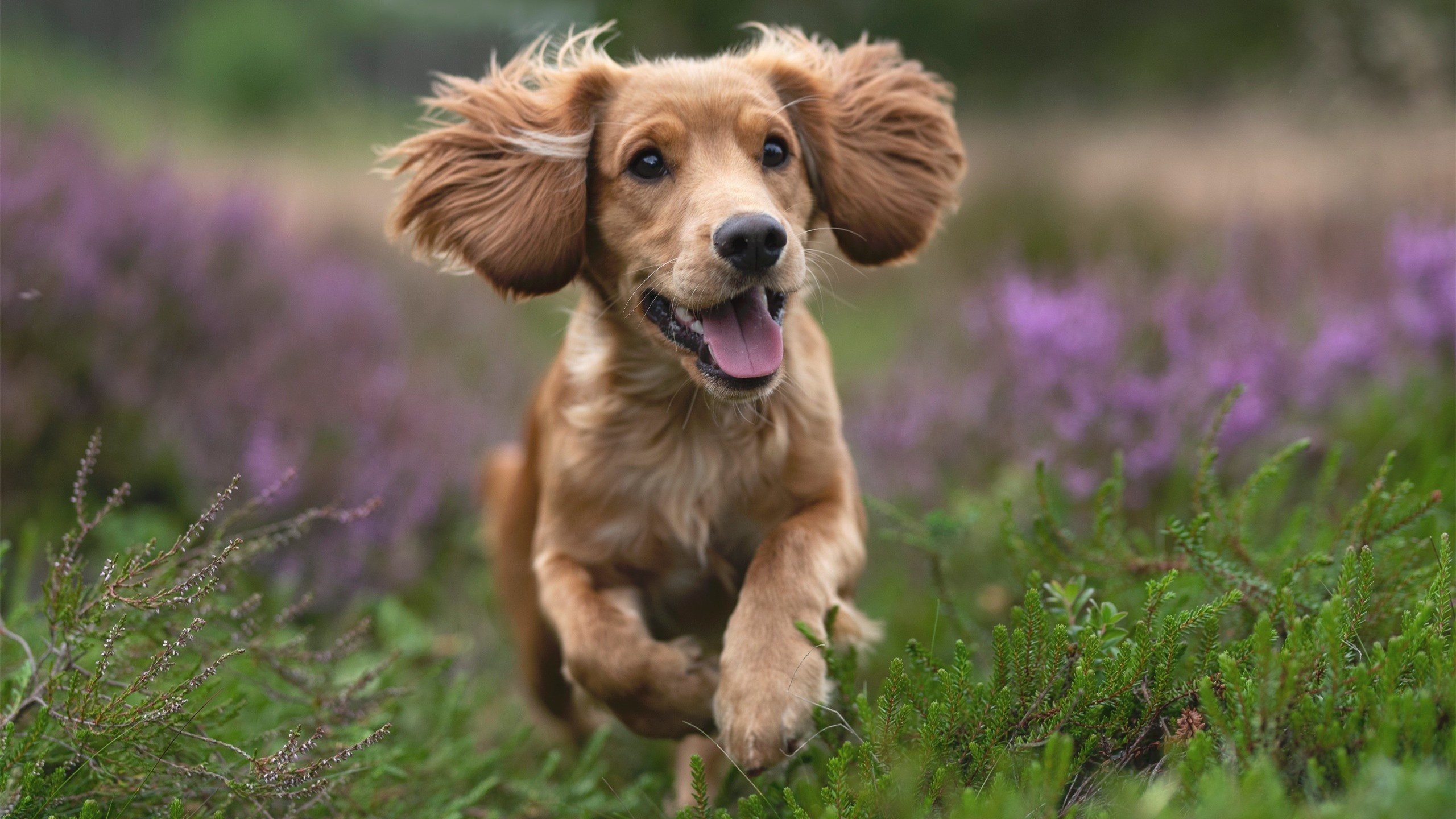 中澳接力对决全程紧咬 成为焦点，中澳对立