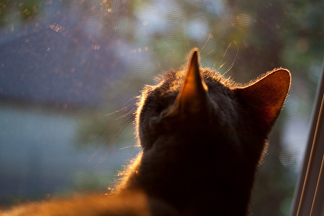 塞维利亚主帅临场应变带来反转胜利，塞维利亚队员名单