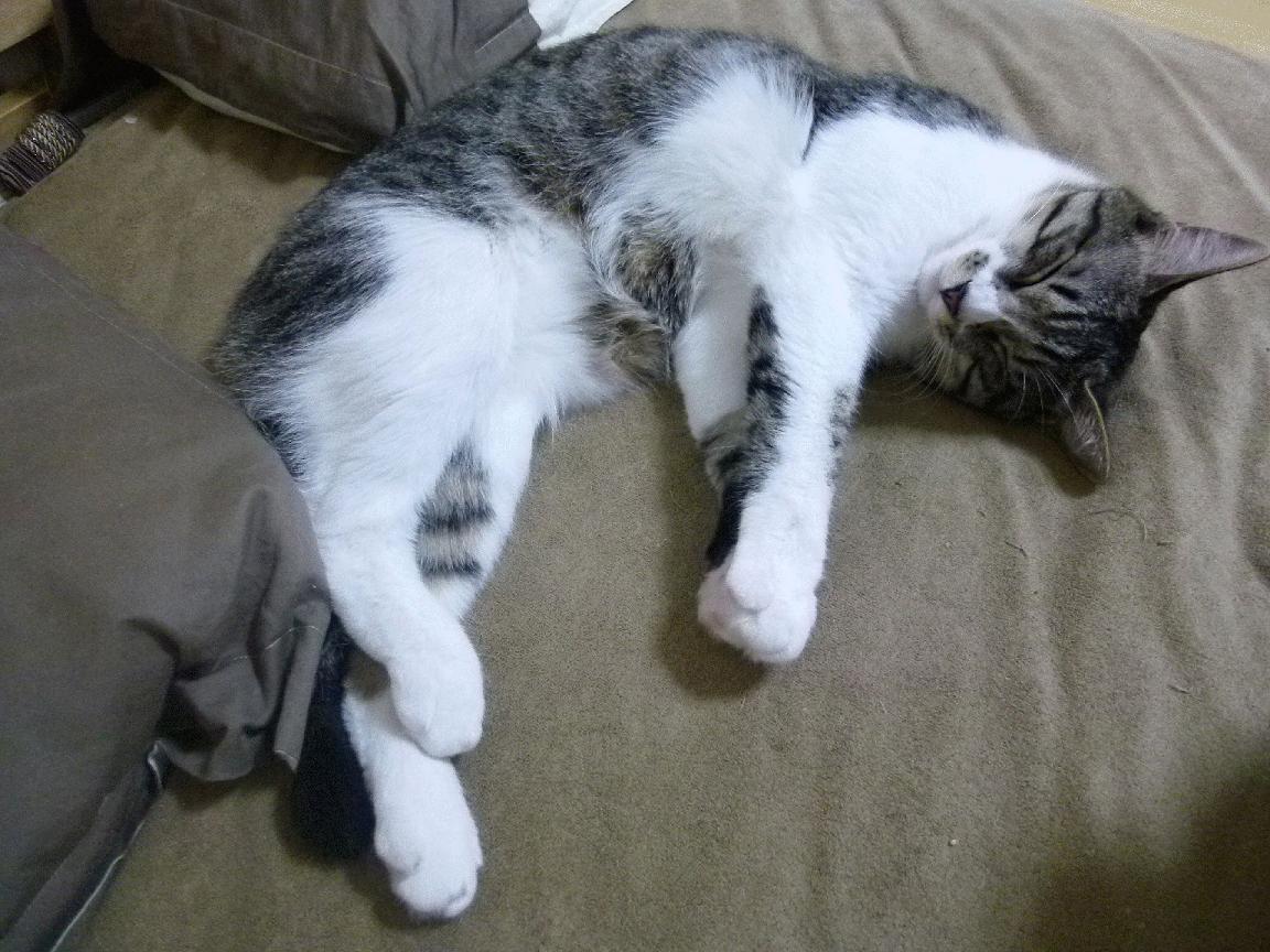 瑞典团队战术布局：如何应对强敌的进攻，瑞典队的打法