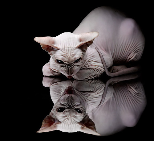 张雨霏混合泳表现稳定提升，张雨霏混合泳采访