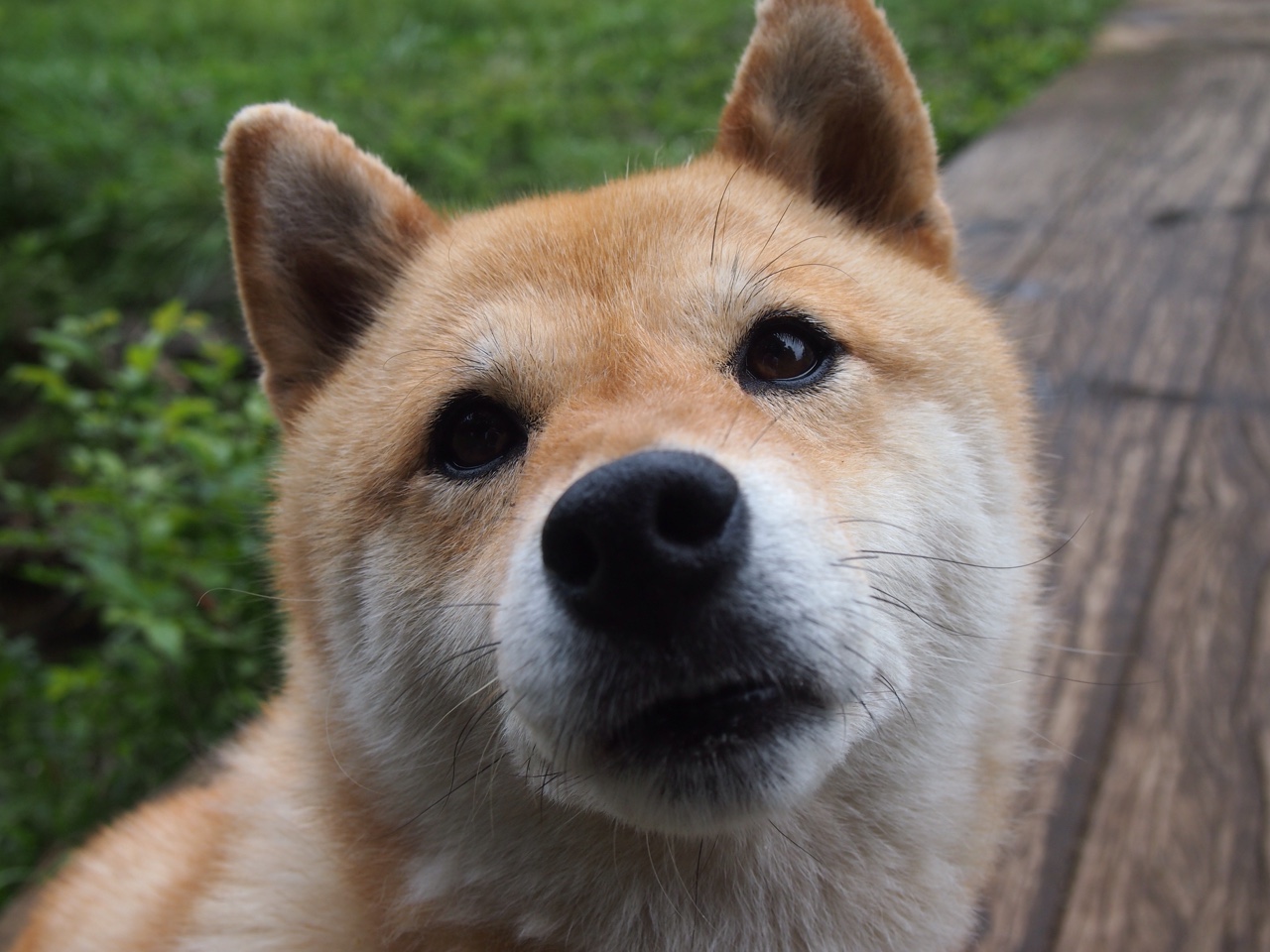 澳大利亚橄榄球的复兴计划,如何走向国际舞台巅峰?,澳大利亚橄榄球比赛规则