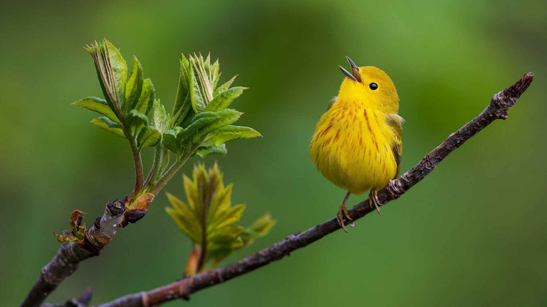粤港澳篮球交流赛中,青年队伍展示新风采,期待合作未来,粤港澳大赛是什么